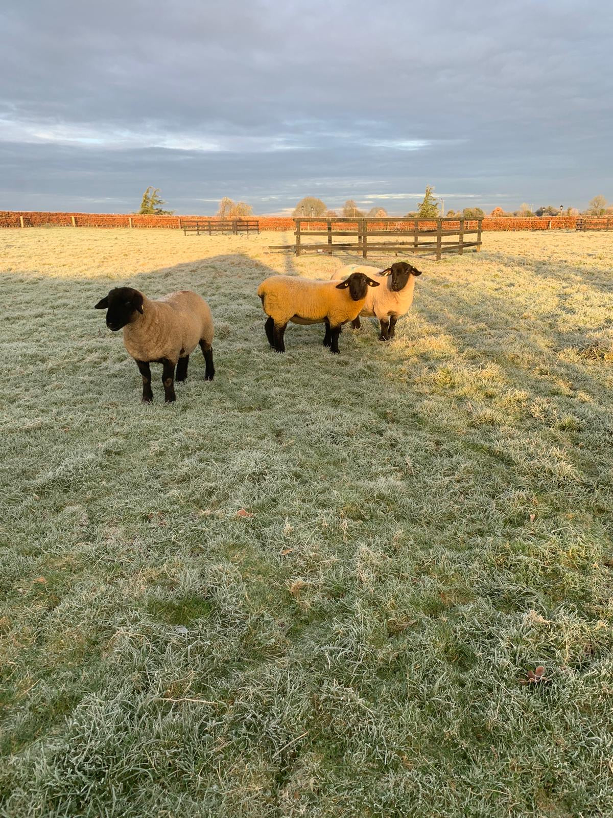 Sheep