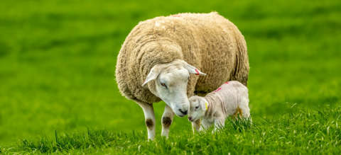 Lambing