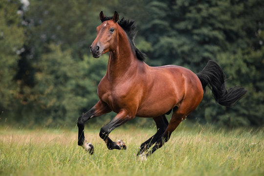 Equine Products