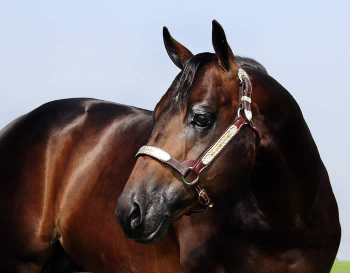Show And Groom