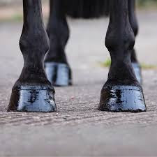 Equine Hoofcare