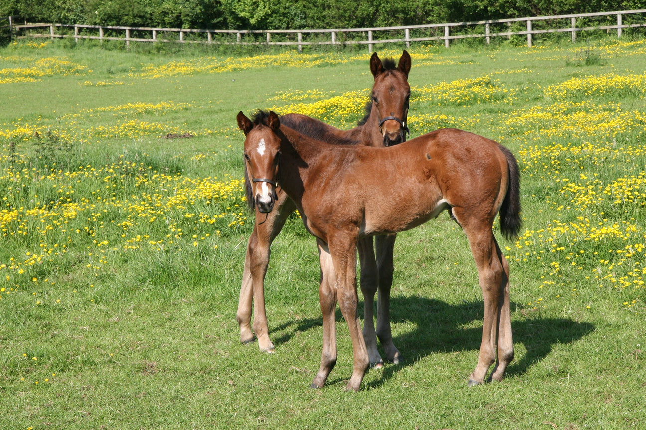 AlgalSorb - Optimising Bone Mineralisation in Young Stock & Mares