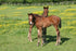 AlgalSorb - Optimising Bone Mineralisation in Young Stock & Mares