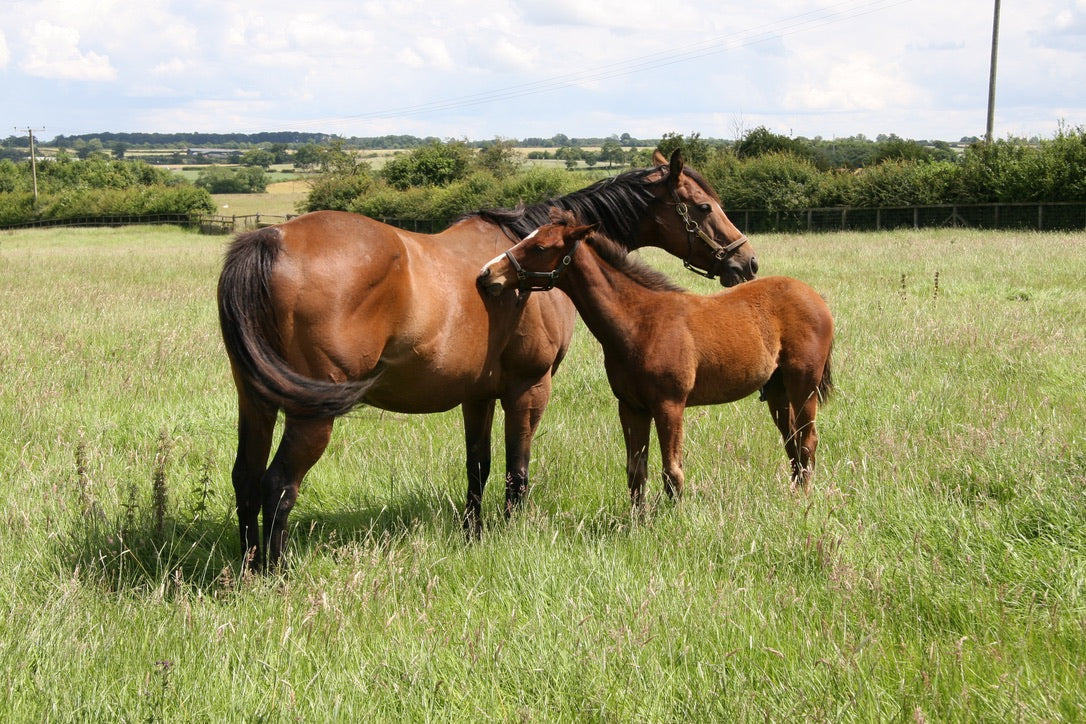 AlgalSorb - Optimising Bone Mineralisation in Young Stock & Mares