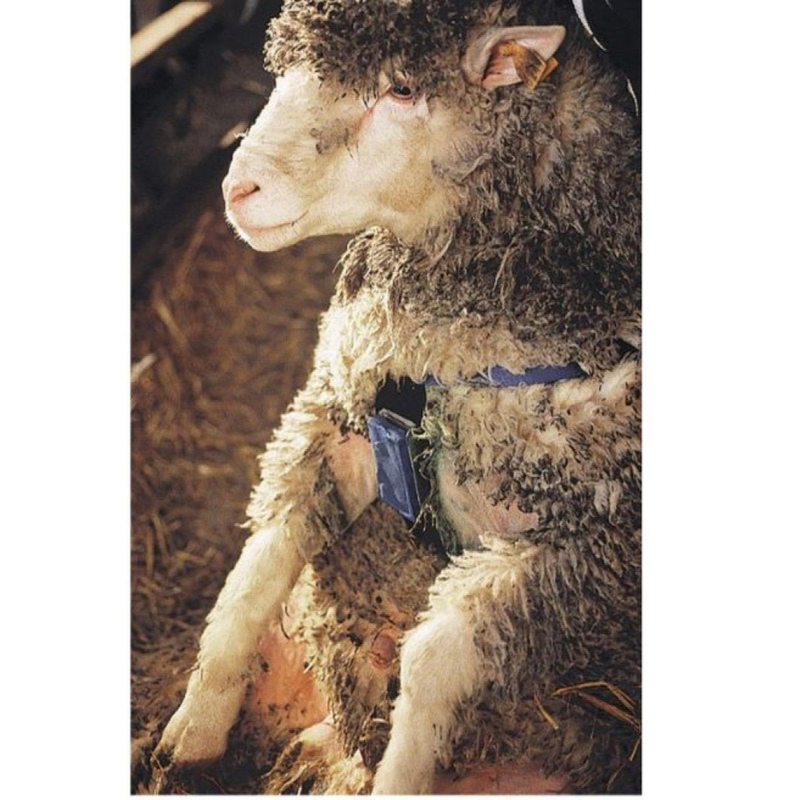 Ram Marking Harness Nylon
