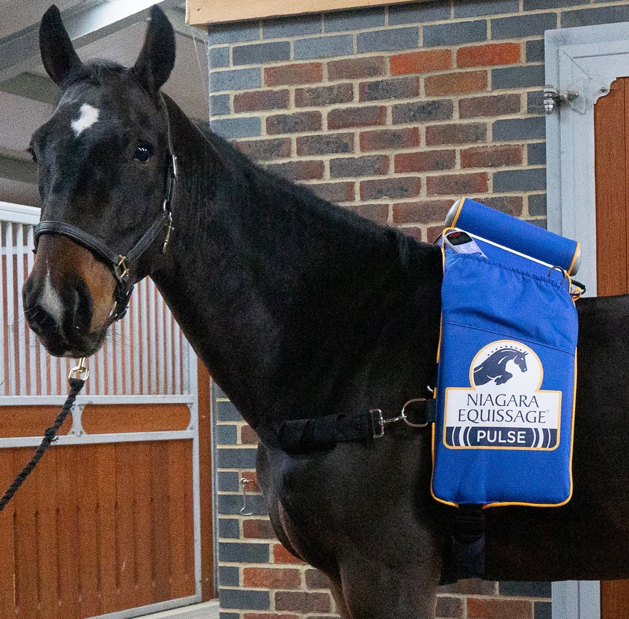 Equissage Pulse Pad